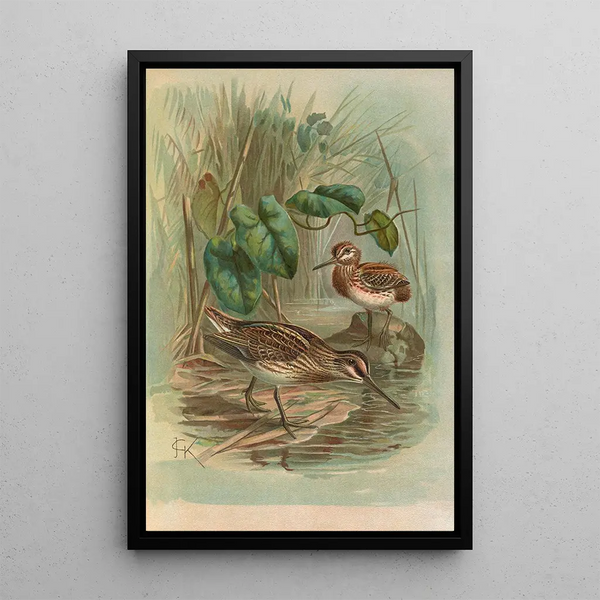 Johann Friedrich Naumann - Gallinago gallinula.webp