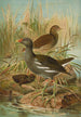 Gallinula chloropus - Johann Friedrich Naumann — weergave van het kunstwerk
