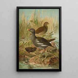 Johann Friedrich Naumann - Gallinula chloropus.webp