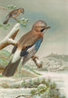 Garrulus glandarius - Johann Friedrich Naumann — weergave van het kunstwerk