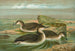 Gavia arctica L, Noordse Drieteenstrandloper - Johann Friedrich Naumann — weergave van het kunstwerk