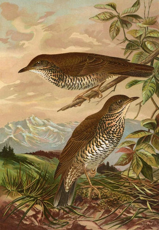 Johann Friedrich Naumann - Geocichla mollissima.webp