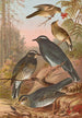 Geocichla sibirica - Johann Friedrich Naumann — weergave van het kunstwerk