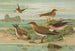 Glareola pratincola Glareola melanoptera Nordm - Johann Friedrich Naumann — weergave van het kunstwerk