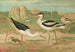 Himantopus himantopus Recurvirostra avocetta - Johann Friedrich Naumann — weergave van het kunstwerk