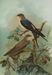 Hirundo rufula Temm Biblis rupestris - Johann Friedrich Naumann — weergave van het kunstwerk