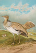 Houbara Macqueeni Gray - Johann Friedrich Naumann — weergave van het kunstwerk