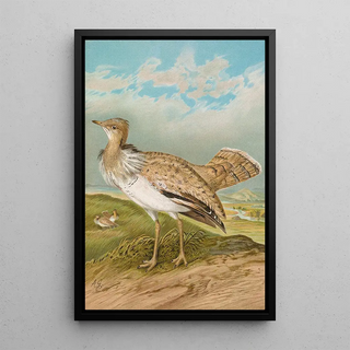 Johann Friedrich Naumann - Houbara Macqueeni Gray.webp