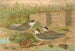 Hydrochelidon hybrida Hydrochelidon fissipes Hydrochelidon nigra - Johann Friedrich Naumann — weergave van het kunstwerk