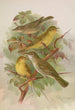 Hypolais pallida philomela polyglotta olivetorum - Johann Friedrich Naumann — weergave van het kunstwerk