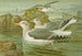 Goudse zilvermeeuw - Johann Friedrich Naumann — weergave van het kunstwerk