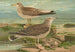 Larus canus Larus argentatus Brunn - Johann Friedrich Naumann — weergave van het kunstwerk