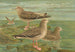 Larus fuscus Larus marinus Larus glaucus Brünn - Johann Friedrich Naumann — weergave van het kunstwerk