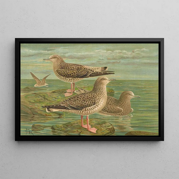 Johann Friedrich Naumann - Larus fuscus Larus marinus Larus glaucus Brnn.webp