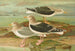 Larus fuscus Larus marinus Larus glaucus Brunn - Johann Friedrich Naumann — weergave van het kunstwerk