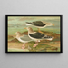 Larus fuscus Larus marinus Larus glaucus Brunn - Johann Friedrich Naumann — ingelijst kunstwerk aan de muur