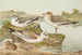 Larus minutus Pall Larus ridibundus Larus melanocephalus - Johann Friedrich Naumann — weergave van het kunstwerk