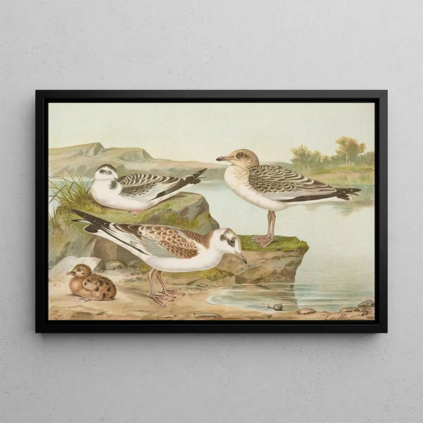 Johann Friedrich Naumann - Larus minutus Pall Larus ridibundusLarus melanocephalus.webp