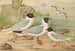 Larus minutus Pall, Larus ridibundus, Larus melanocephalus, Natt, Larus minutus Pall - Johann Friedrich Naumann — weergave van het kunstwerk