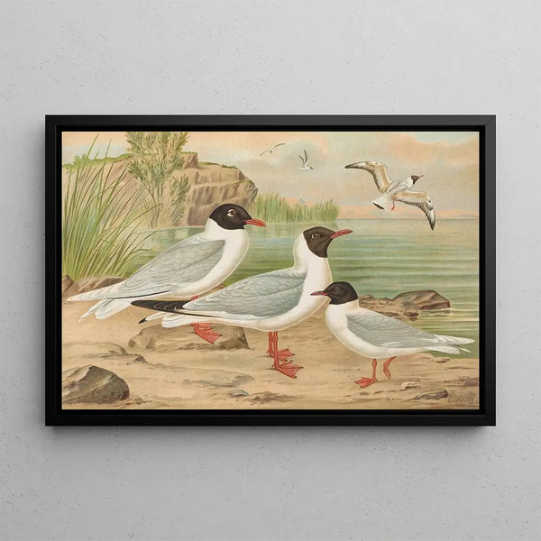 Johann Friedrich Naumann - Larus minutus Pall Larus ridibundus Larus melanocephalus Natt Larus minutus Pall.webp