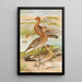 Limosa limosa Limosa lapponica - Johann Friedrich Naumann — ingelijst kunstwerk aan de muur
