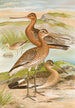 Limosa limosa Limosa lapponica - Johann Friedrich Naumann — weergave van het kunstwerk