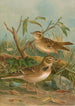 Melanocorypha calandra Lullula arborea - Johann Friedrich Naumann — weergave van het kunstwerk