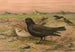 Melanocorypha yeltoniensis - Johann Friedrich Naumann — weergave van het kunstwerk