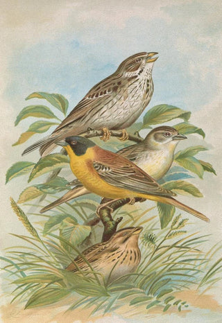 Johann Friedrich Naumann - Miliaria calandra Emberiza melanocephala Scopoli.webp