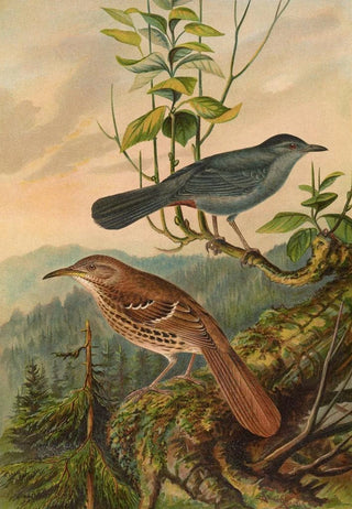 Johann Friedrich Naumann - Mimus carolinensis Harporhynchus rufus.webp