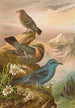 Monticola cyanus - Johann Friedrich Naumann — weergave van het kunstwerk