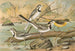 Motacilla alba, Motacilla boarula - Johann Friedrich Naumann — weergave van het kunstwerk