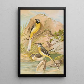 Johann Friedrich Naumann - Motacilla boarula.webp