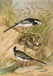 Motacilla lugubris Temm - Johann Friedrich Naumann — weergave van het kunstwerk