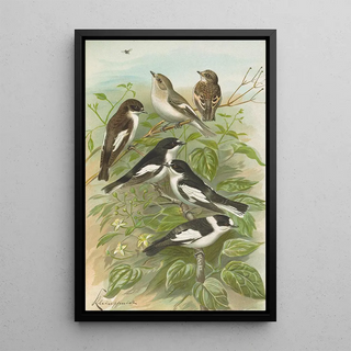 Johann Friedrich Naumann - Muscicapa atricapill Muscicapa collaris semitorquata Muscicapa collaris Bechst.webp