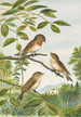 Muscicapa parva Bechst - Johann Friedrich Naumann — weergave van het kunstwerk