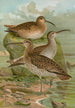 Numenius phaeopus Numenius tenuirostris Vieill - Johann Friedrich Naumann — weergave van het kunstwerk