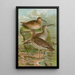 Numenius phaeopus Numenius tenuirostris Vieill - Johann Friedrich Naumann — ingelijst kunstwerk aan de muur