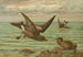 Oceanodroma leucorrhoa Vieill Goéland à queue fourchue - Johann Friedrich Naumann — weergave van het kunstwerk