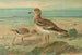 Œdicnème œdicnème - Johann Friedrich Naumann — weergave van het kunstwerk
