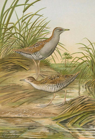 Johann Friedrich Naumann - Ortygometra pusilla.webp