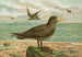 Ossifraga gigantea GMEL Grote albatros - Johann Friedrich Naumann — weergave van het kunstwerk