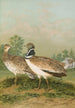 Otis tetrax - Johann Friedrich Naumann — weergave van het kunstwerk