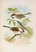 Parus cinctus Parus lugubris - Johann Friedrich Naumann — weergave van het kunstwerk