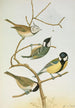 Parus mitratus Parus ater Parus major Parus subpalustris Brm - Johann Friedrich Naumann — weergave van het kunstwerk