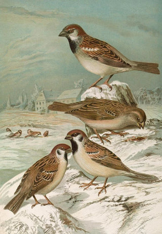 Johann Friedrich Naumann - Passer domesticus Passer montanus.webp