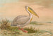 Witte pelikaan - Johann Friedrich Naumann — weergave van het kunstwerk