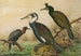 Phalacrocorax carbo, Phalacrocorax graculus, Phalacrocorax pygmaeus - Johann Friedrich Naumann — weergave van het kunstwerk