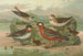 Phalaropus fulicarius Phalaropus lobatus - Johann Friedrich Naumann — weergave van het kunstwerk