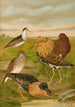 Philomachus pugnax - Johann Friedrich Naumann — weergave van het kunstwerk